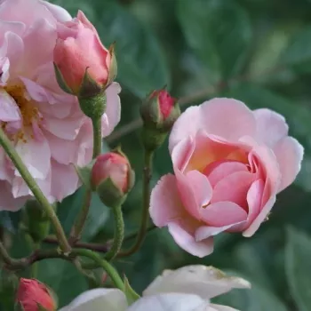 Rosa Cornelia - rosa - árbol de rosas inglés- rosal de pie alto