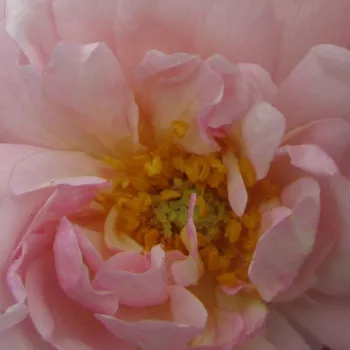 Rosa Cornelia - rosa de fragancia discreta - Árbol de Rosas Inglesa - rosal de pie alto - rosa - Rev. Joseph Hardwick Pemberton- froma de corona llorona - Rosal de árbol con flores grandes y densas y con una gran cantidad de pétalos.