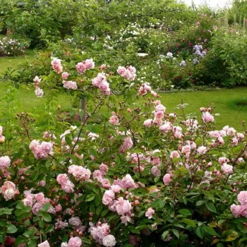 Różowy - róża pienna - Róże pienne - z kwiatami róży angielskiej