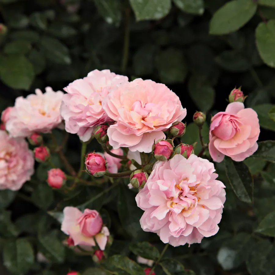 Trandafiri tufă - Trandafiri - Cornelia - comanda trandafiri online