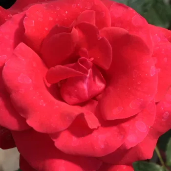 Rózsa kertészet - vörös - teahibrid rózsa - Corrida™ - diszkrét illatú rózsa - centifólia aromájú - (90-100 cm)
