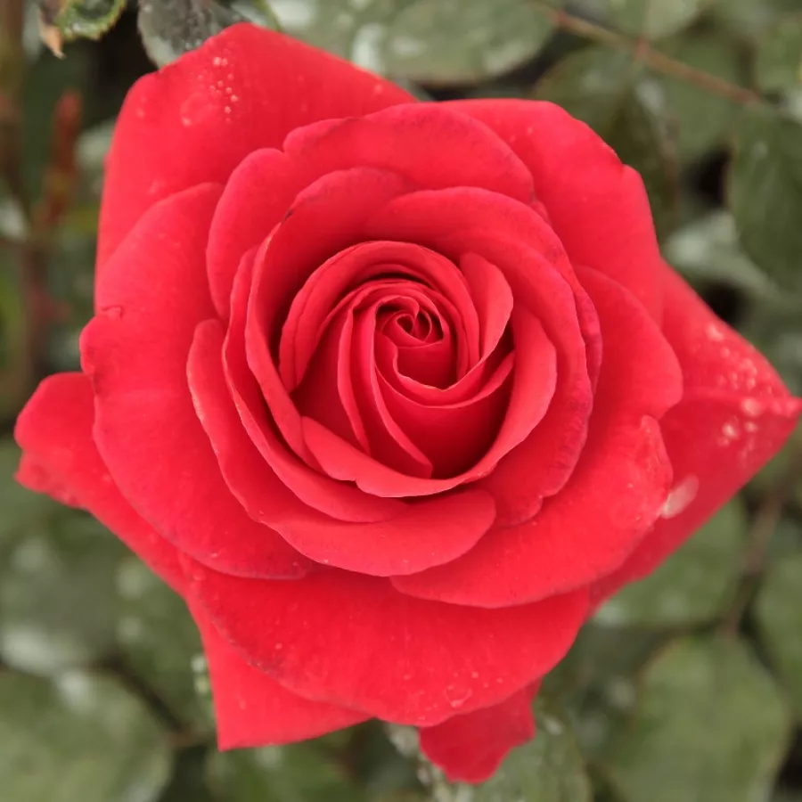 Róża wielkokwiatowa - Hybrid Tea - Róża - Corrida™ - Szkółka Róż Rozaria
