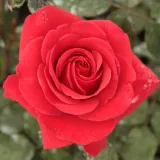 Vrtnica čajevka - rdeča - Diskreten vonj vrtnice - Rosa Corrida™ - Na spletni nakup vrtnice