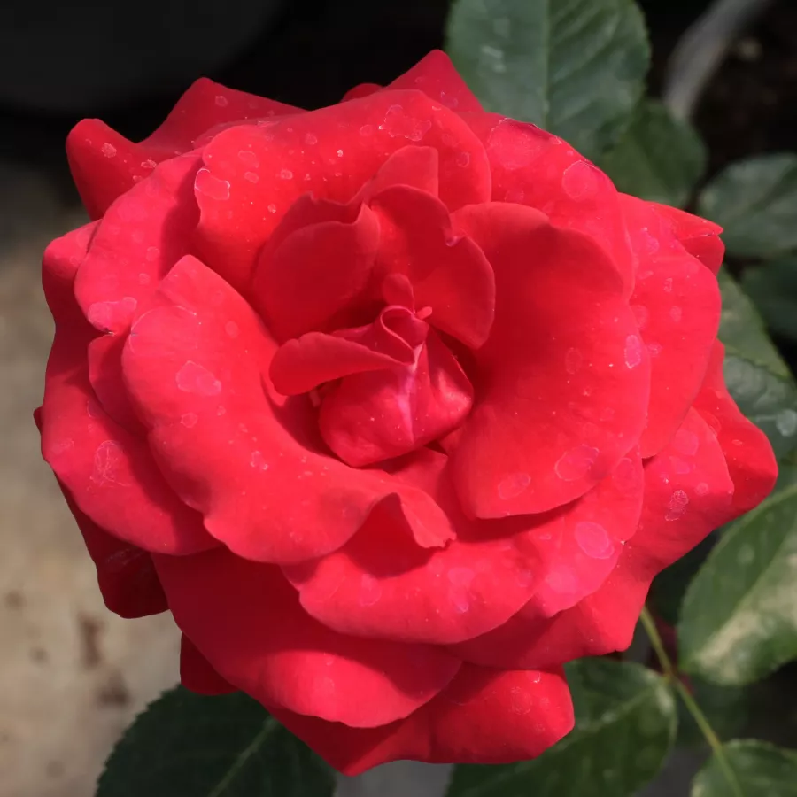 Roșu - Trandafiri - Corrida™ - Trandafiri online