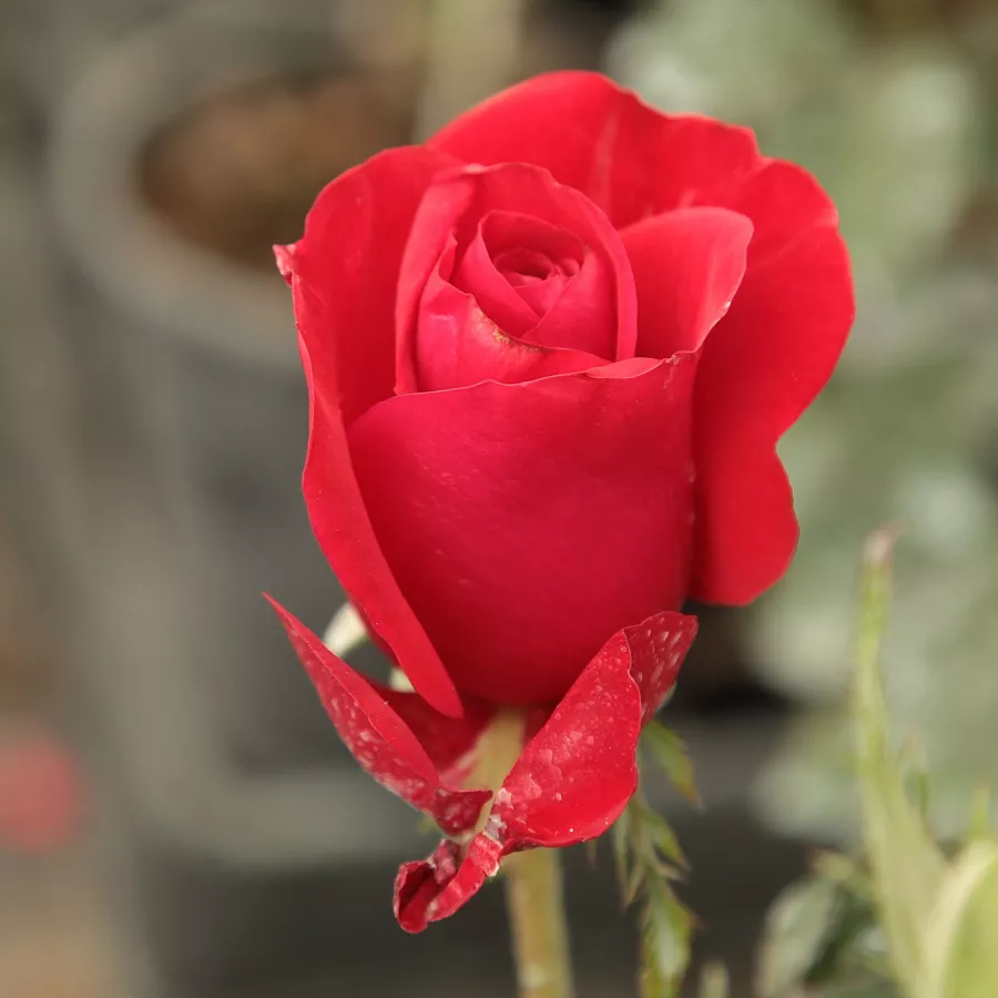Teahibrid virágú - magastörzsű rózsafa - Rózsa - Corrida™ - Kertészeti webáruház