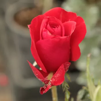 Rosa Corrida™ - roșu - trandafiri pomisor - Trandafir copac cu trunchi înalt – cu flori teahibrid