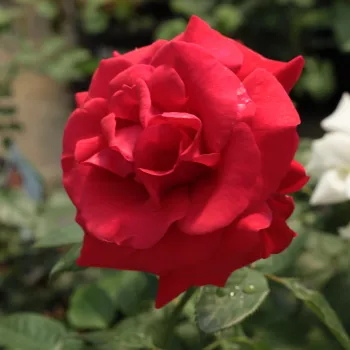 Vörös - teahibrid virágú - magastörzsű rózsafa - diszkrét illatú rózsa - centifólia aromájú