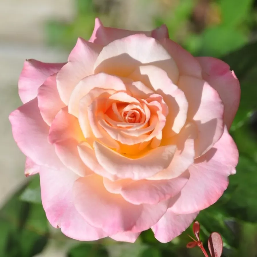 Rose Ibridi di Tea - Rosa - Cosmopolitan™ - Produzione e vendita on line di rose da giardino