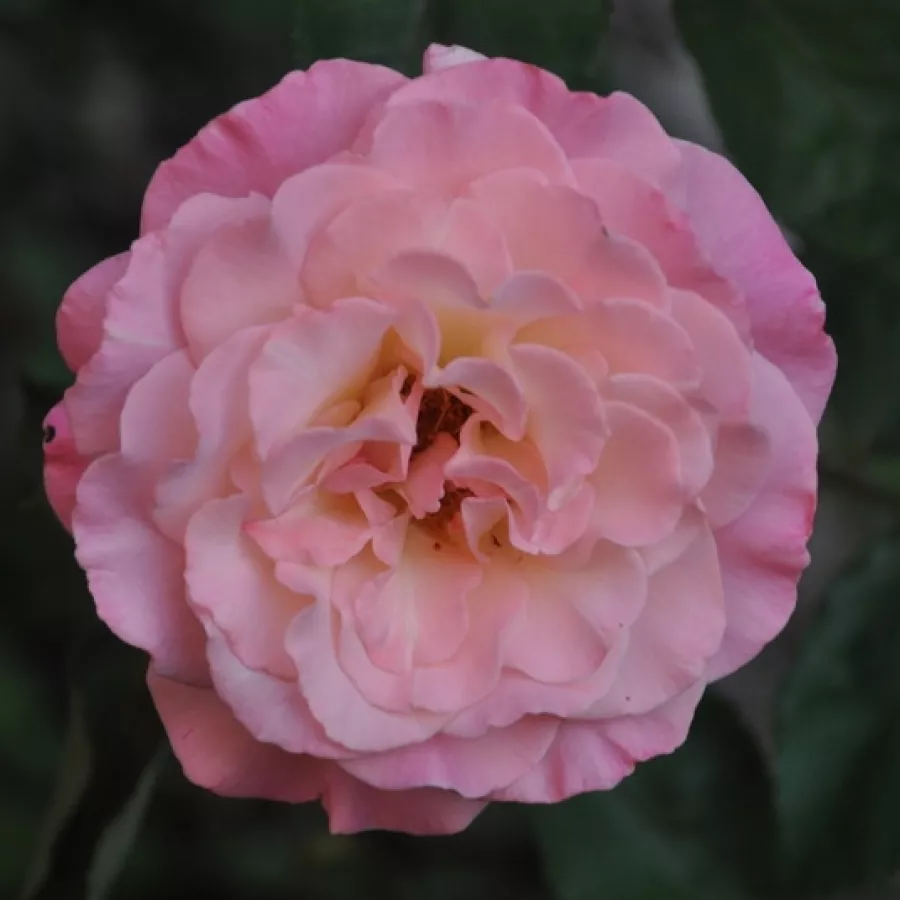 Różowy - Róża - Cosmopolitan™ - Szkółka Róż Rozaria