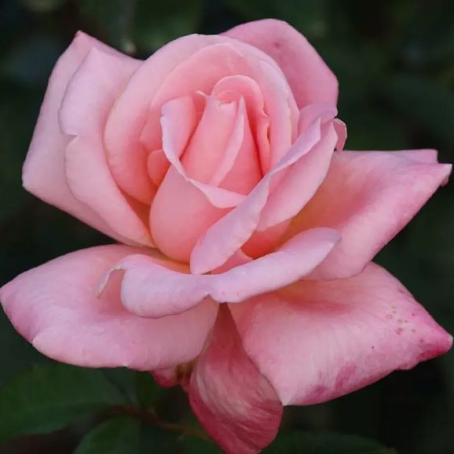 Rosa del profumo discreto - Rosa - Cosmopolitan™ - Produzione e vendita on line di rose da giardino
