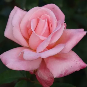 Rosa Cosmopolitan™ - rózsaszín - teahibrid rózsa