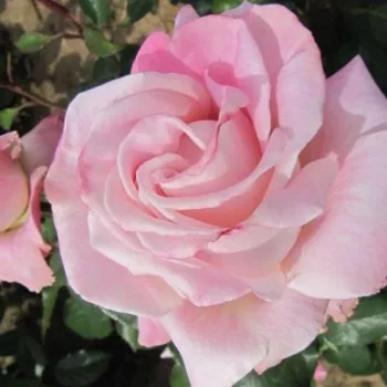 Color crema con bordes rosa - árbol de rosas híbrido de té – rosal de pie alto - rosa de fragancia discreta - albaricoque