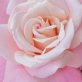 Rosa Cosmopolitan™ - rosa de fragancia discreta - Árbol de Rosas Híbrido de Té - rosal de pie alto - rosa - Nola M. Simpson- forma de corona de tallo recto - Rosal de árbol con forma de flor típico de las rosas de corte clásico.