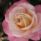 Rózsaszín - diszkrét illatú rózsa - kajszibarack aromájú - Online rózsa vásárlás - Rosa Cosmopolitan™ - teahibrid rózsa
