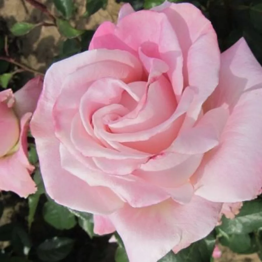 Uniflore - Rosier - Cosmopolitan™ - vente en ligne de plantes et rosiers