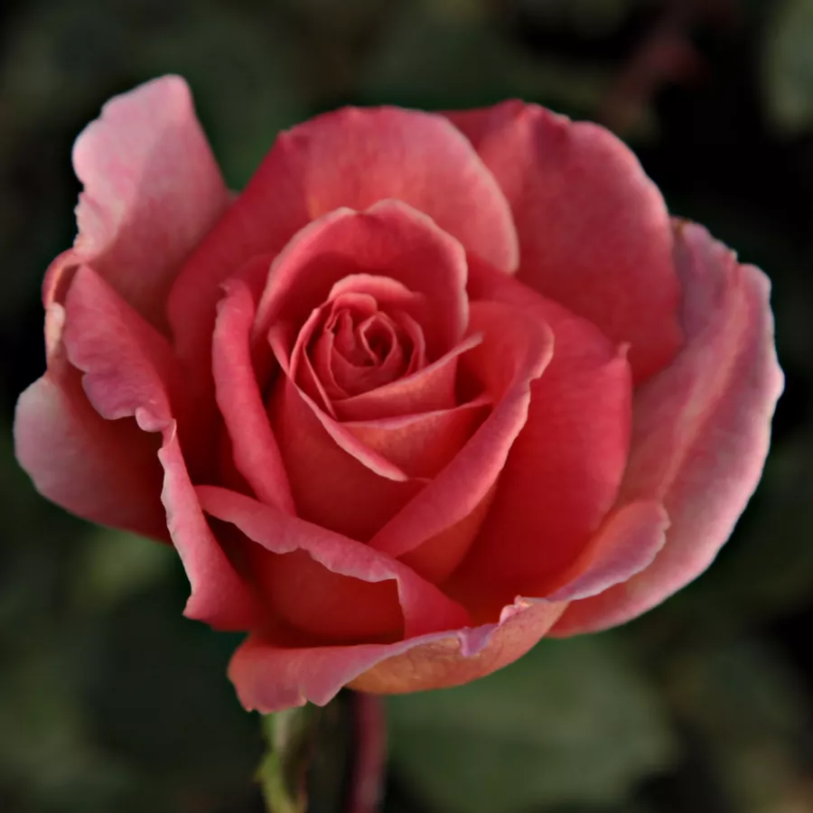 Róże rabatowe grandiflora - floribunda - Róża - Courtoisie - Szkółka Róż Rozaria
