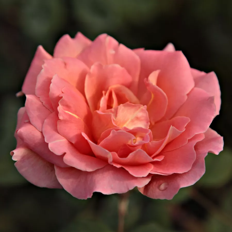 Georges Delbard - Rosa - Courtoisie - rosal de pie alto