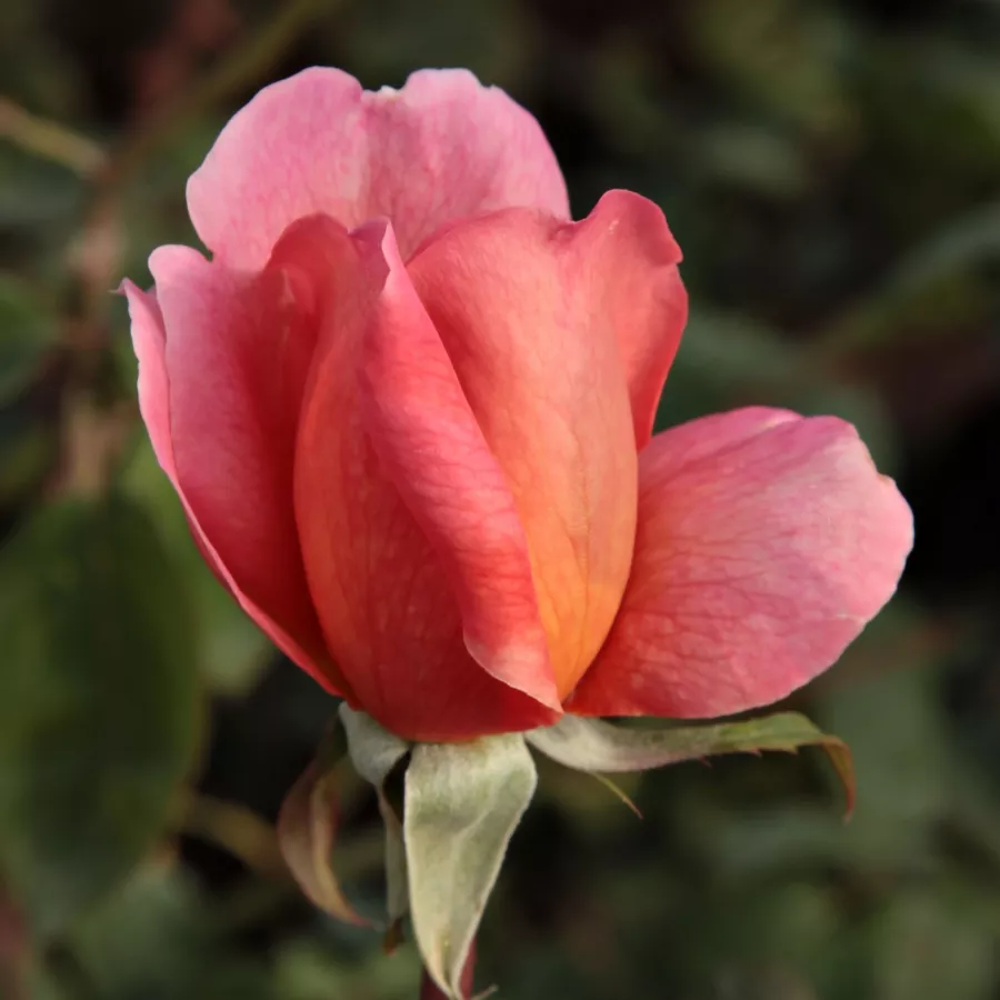 Stromkové růže - Stromkové růže, květy kvetou ve skupinkách - Růže - Courtoisie - 