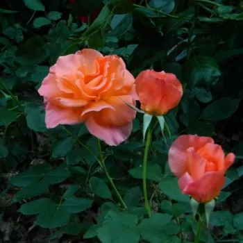 Oranžově lososová - stromkové růže - Stromkové růže, květy kvetou ve skupinkách