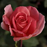 Drevesne vrtnice - oranžna - Rosa Courtoisie - Zmerno intenzivni vonj vrtnice