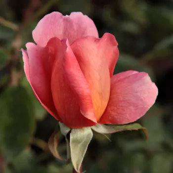 Rosa Courtoisie - oranžová - stromkové růže - Stromkové růže, květy kvetou ve skupinkách