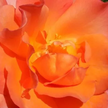 Rosa Courtoisie - moyennement parfumé - Fleurs groupées en bouquet - rosier à haute tige - orange - Georges Delbard - buissonnant - -