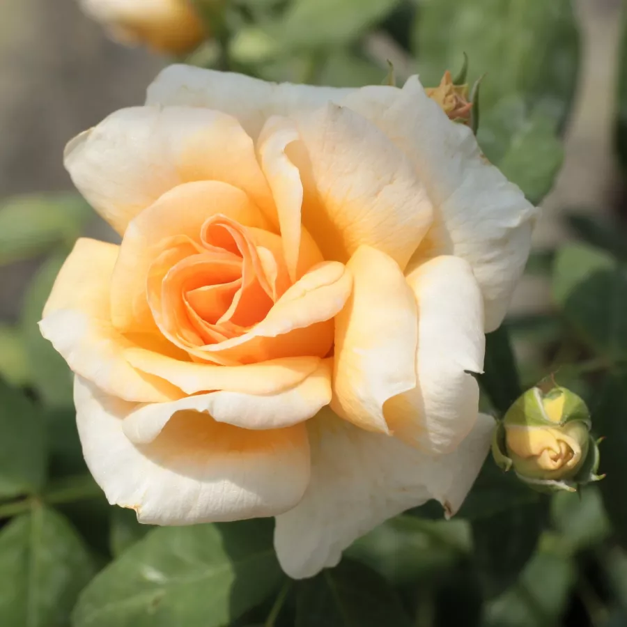 Róża noisette - Róża - Crépuscule - Szkółka Róż Rozaria