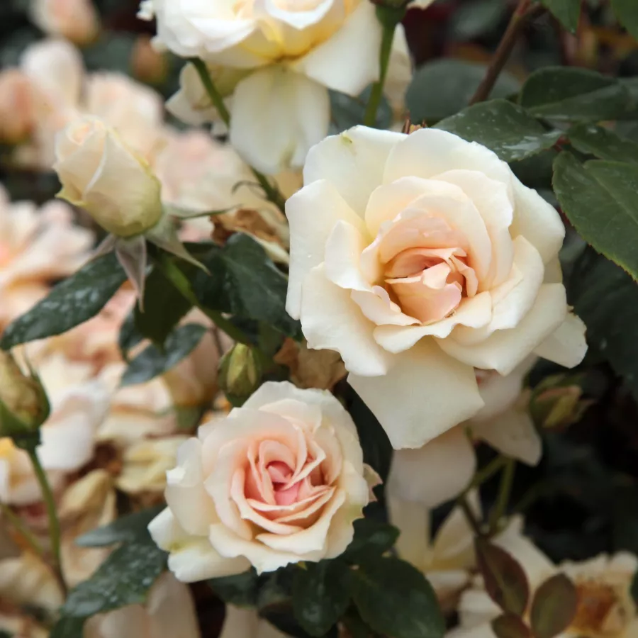Amarillo - Rosa - Crépuscule - Comprar rosales online
