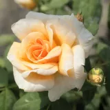 žuta boja - ruže stablašice - Rosa Crépuscule - intenzivan miris ruže
