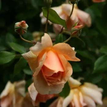 Rosa Crépuscule - amarillo - árbol de rosas de flores en grupo - rosal de pie alto