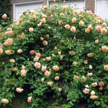 Naranja melocotón - Árbol de Rosas Floribunda - rosal de pie alto- forma de corona tupida