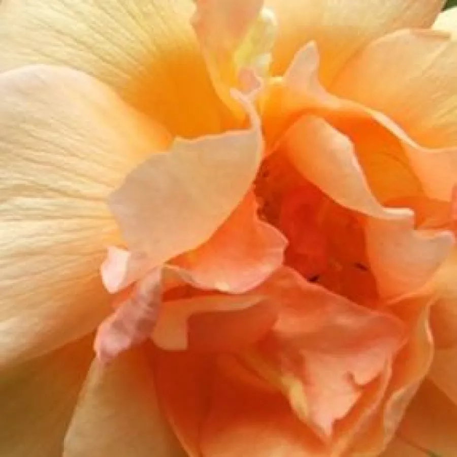 Csokros - Rózsa - Crépuscule - Kertészeti webáruház