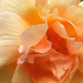 Rosa Crépuscule - rosa de fragancia intensa - Árbol de Rosas Floribunda - rosal de pie alto - amarillo - Francis Dubreuil- forma de corona tupida - Rosal de árbol con multitud de flores que se abren en grupos no muy densos.