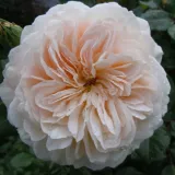 Fehér - angol rózsa - Online rózsa vásárlás - Rosa Crocus Rose - diszkrét illatú rózsa - málna aromájú