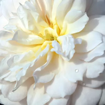Rózsa rendelés online - fehér - angol rózsa - Crocus Rose - diszkrét illatú rózsa - málna aromájú - (90-120 cm)