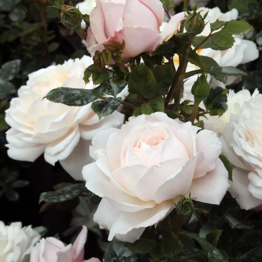 Biely - Ruža - Crocus Rose - Ruže - online - koupit