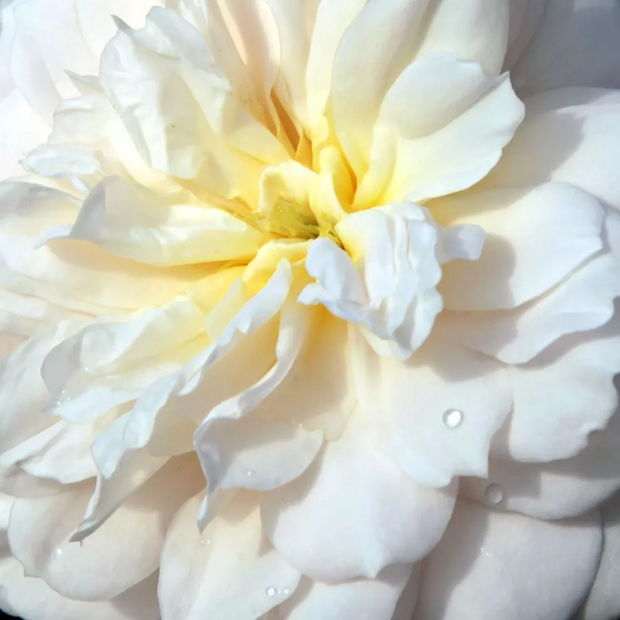 English Rose Collection, Shrub - Rózsa - Crocus Rose - Online rózsa rendelés
