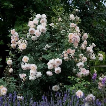 Biały  - róża pienna - Róże pienne - z kwiatami róży angielskiej