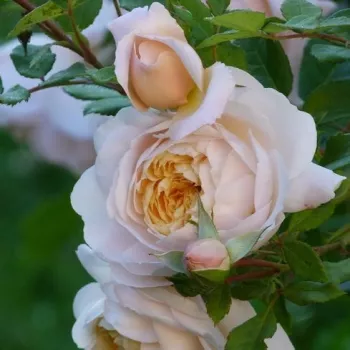 Rosa Crocus Rose - blanche - rosiers anglais