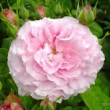 Rózsaszín - virágágyi floribunda rózsa - Online rózsa vásárlás - Rosa Csíkszereda - nem illatos rózsa