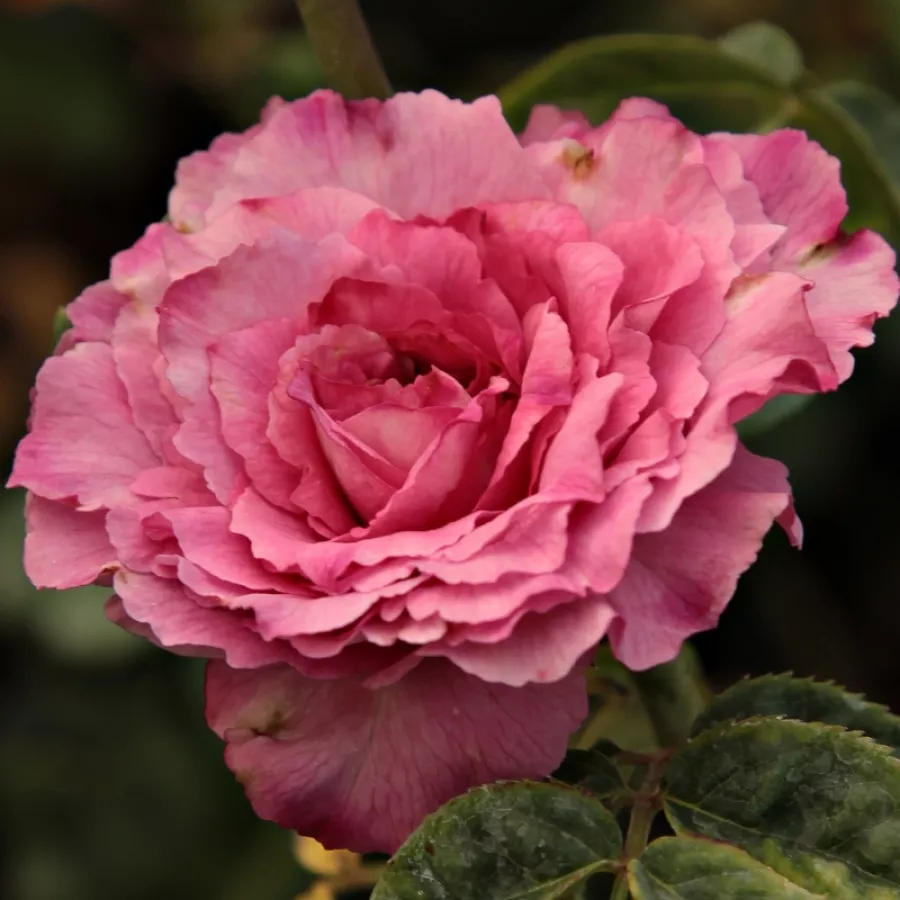 Róże rabatowe grandiflora - floribunda - Róża - Csíkszereda - Szkółka Róż Rozaria