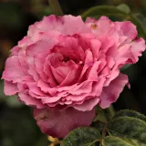 Floribunda ruže - ružičasta - bez mirisna ruža - Rosa Csíkszereda - Narudžba ruža