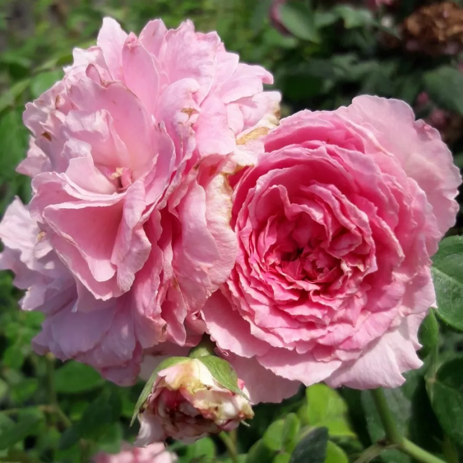 Różowy - Róża - Csíkszereda - Szkółka Róż Rozaria
