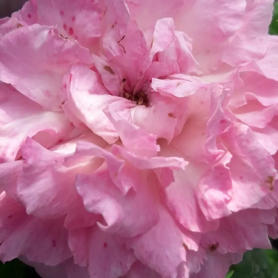 Floribunda - Rosa - Csíkszereda - Comprar rosales online