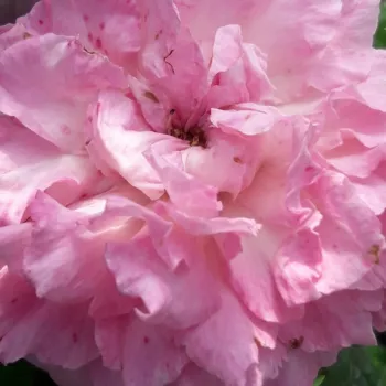 Ružová - školka - eshop  - záhonová ruža - floribunda - ružová - bez vône - Csíkszereda - (100-130 cm)