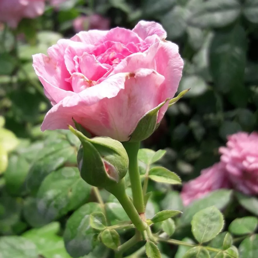 árbol de rosas de flores en grupo - rosal de pie alto - Rosa - Csíkszereda - rosal de pie alto