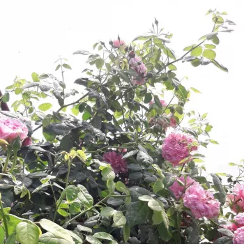 Karmínově růžová - stromkové růže - Stromkové růže, květy kvetou ve skupinkách