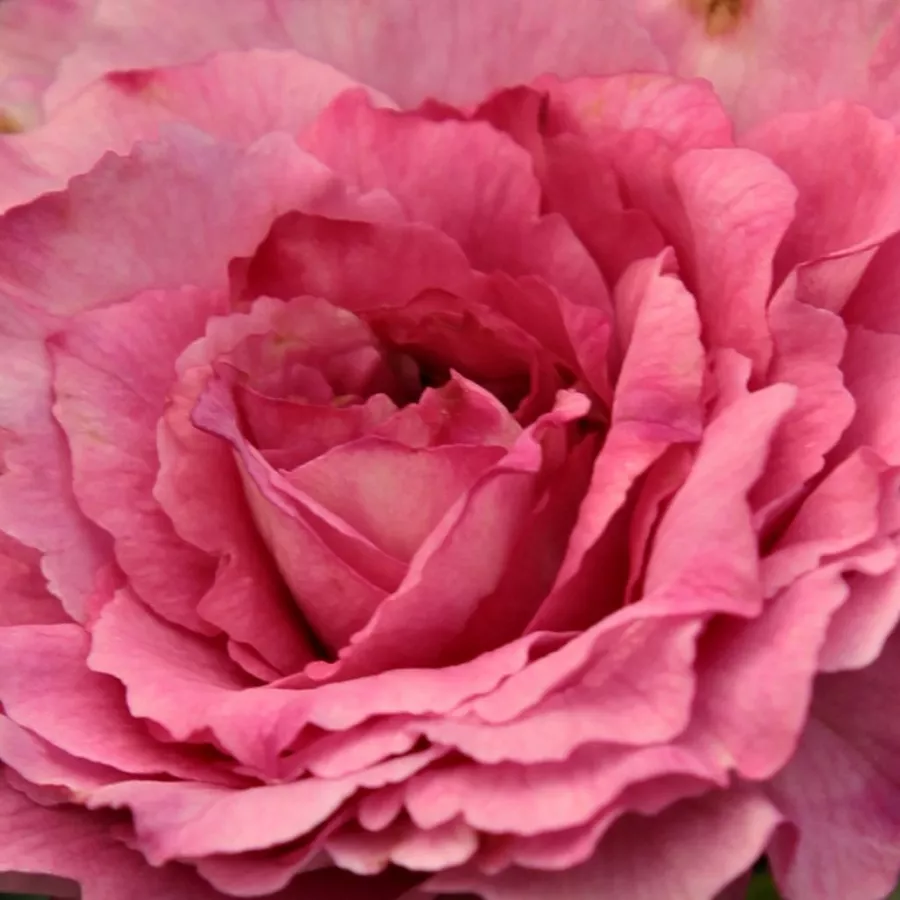 Csokros - Rózsa - Csíkszereda - Kertészeti webáruház
