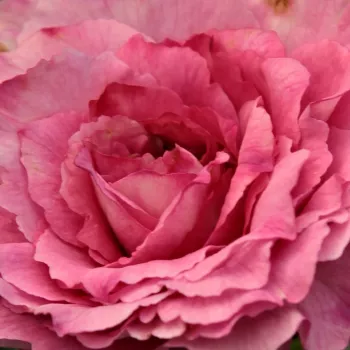 Online rózsa rendelés  - rózsaszín - magastörzsű rózsa - csokros virágú - Csíkszereda - nem illatos rózsa