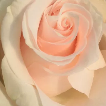 Rózsák webáruháza. - rózsaszín - teahibrid rózsa - Csini Csani - diszkrét illatú rózsa - gyümölcsös aromájú - (60-70 cm)